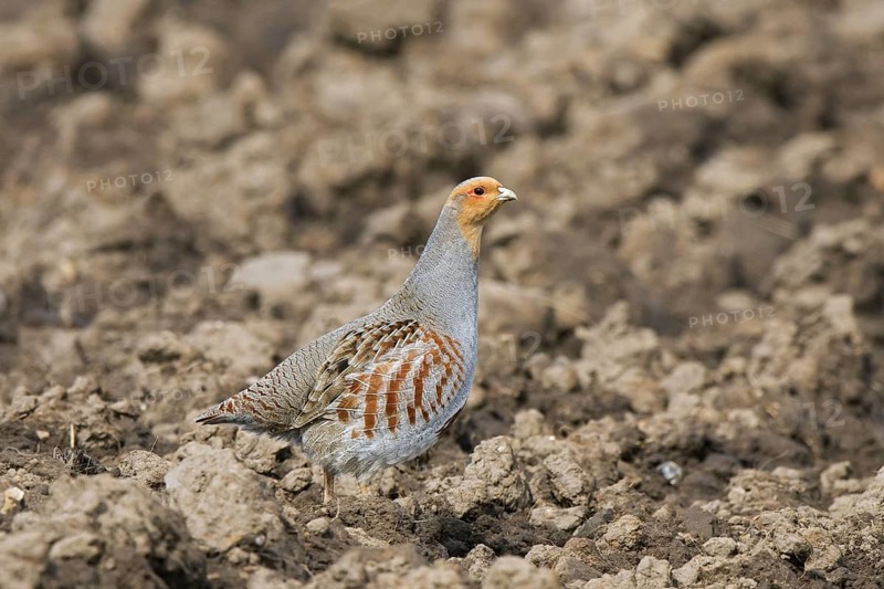 Grey partridge