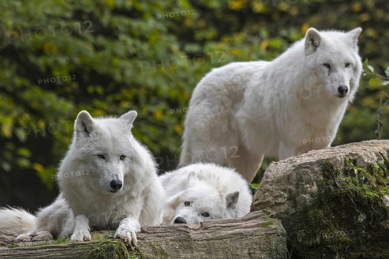 Three Arctic wolves
