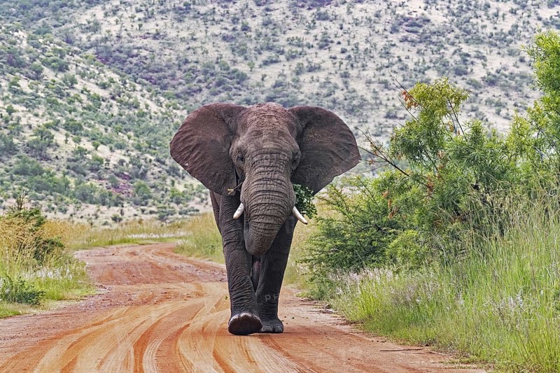 African bush elephant