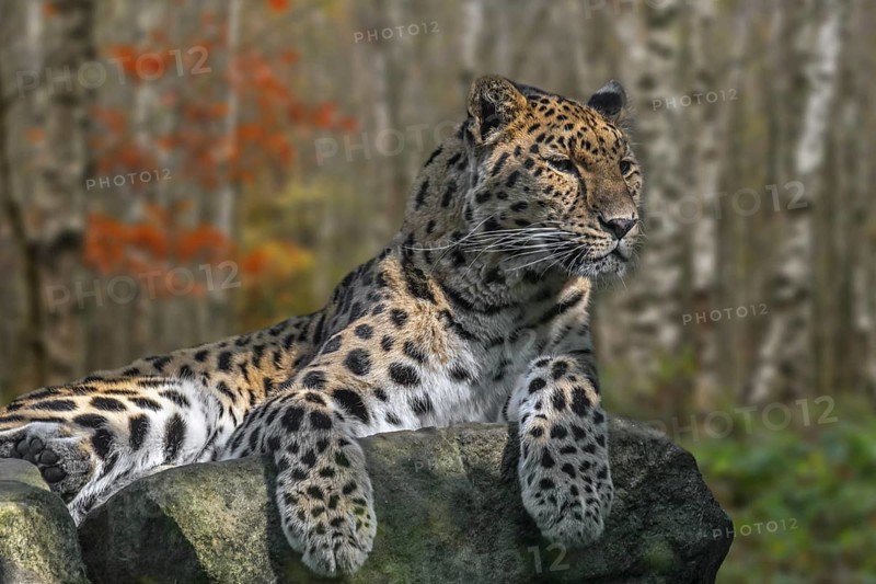 Amur leopard