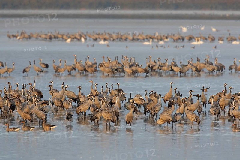Common Crane
