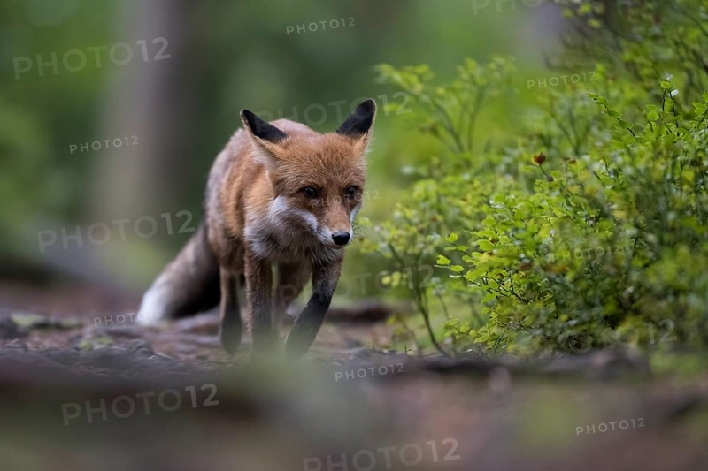 Red fox lured on a forest path with hare lament