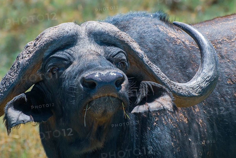 Water buffalo