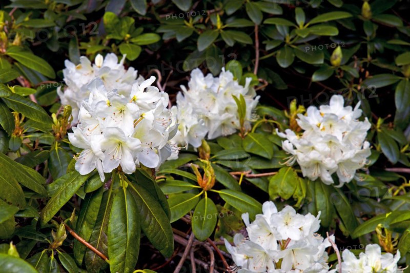 Rhododendron blossom