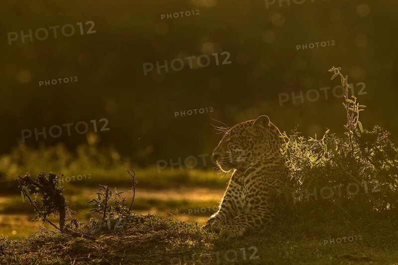 Backlit African leopard sitting on the ground in Masai Mara