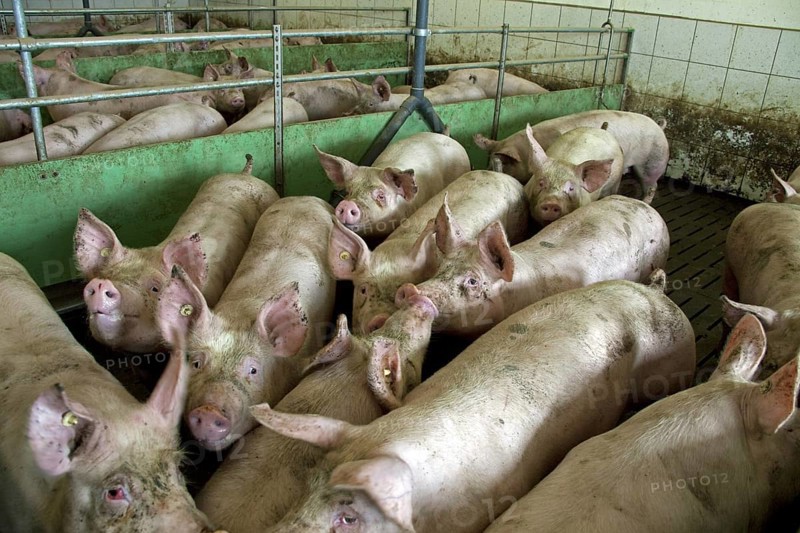 Domestic pigs