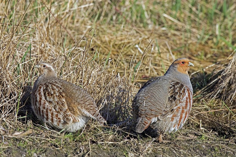 Grey partridge