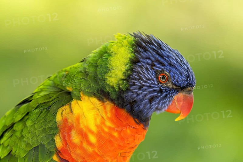 Rainbow lorikeet