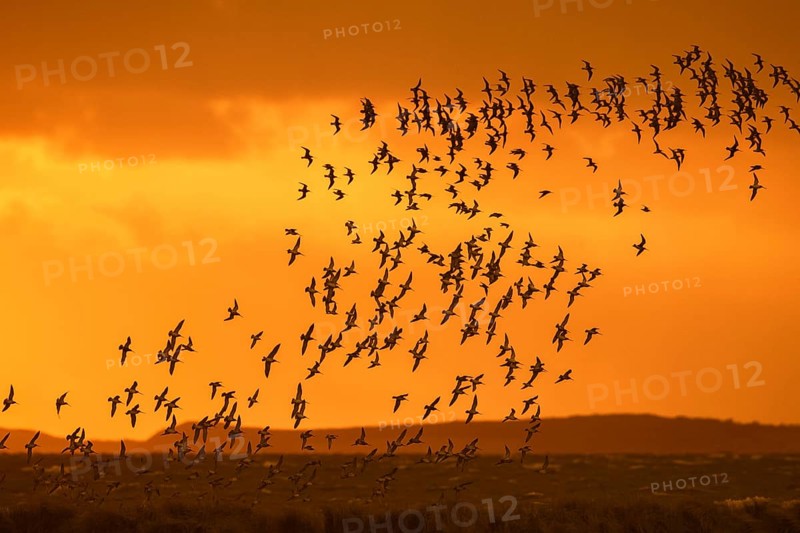 Huge flock of bar-tailed godwits