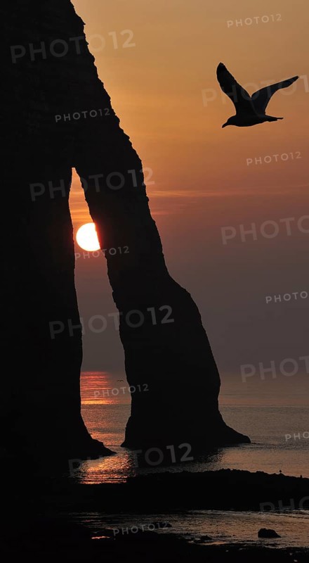 Silhouette of seagull and the Porte D'Aval