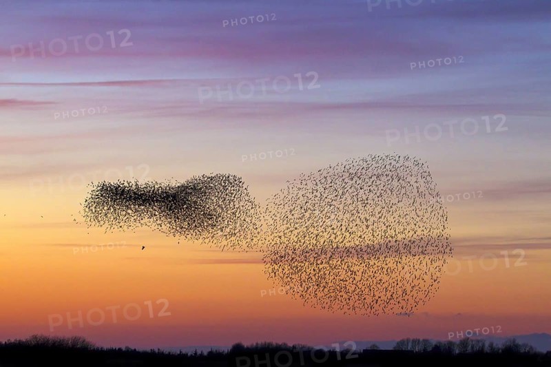 Bird of prey attacking European starling