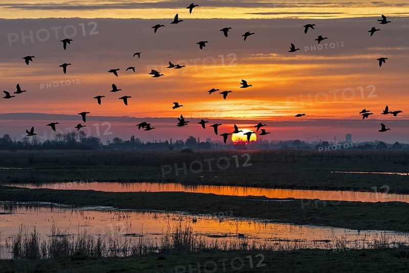 Flock of ducks silhouetted against sunset flying over field in winter in the Uitkerkse Polder nature reserve near Blankenberge