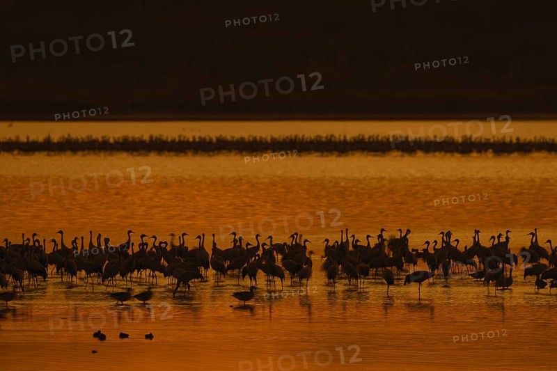 Flock of common cranes