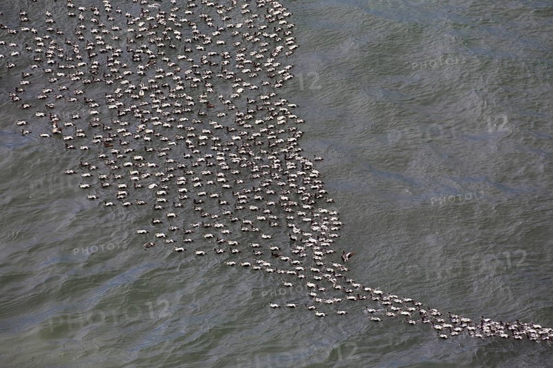 Aerial view over flock of common eider