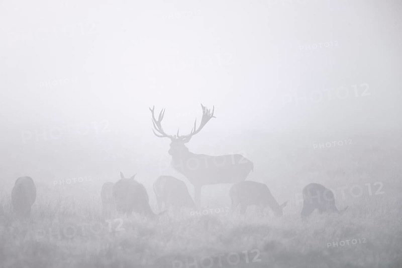 Red deer