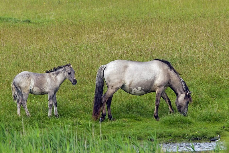 Konik horses