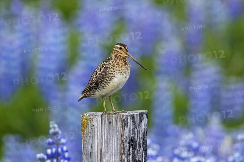 Common snipe