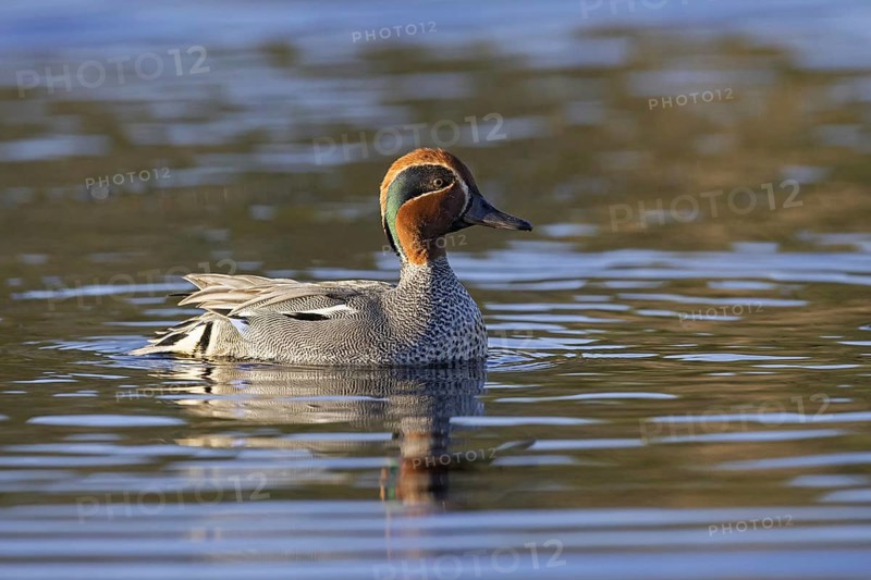 Eurasian teal