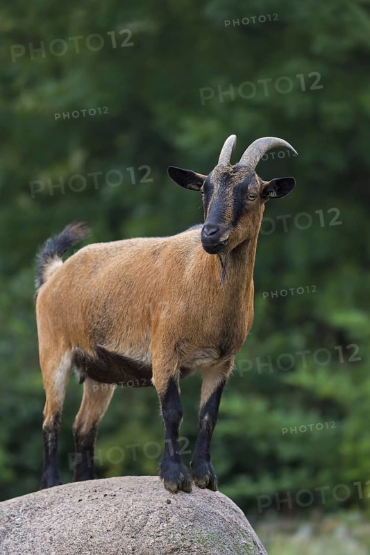Domestic pygmy goat