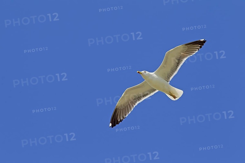 Lesser black-backed gull