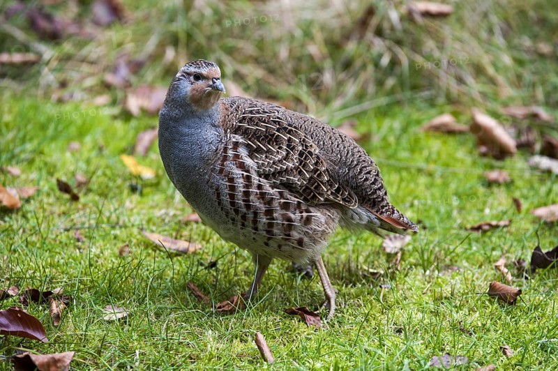 Grey Partridge