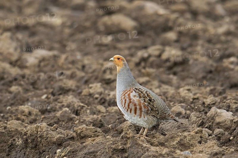Grey partridge