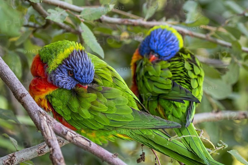 Two rainbow lorikeets