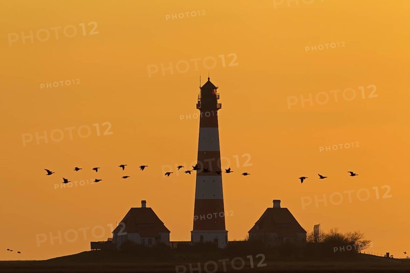 Flock of geese and lighthouse Westerheversand at sunset