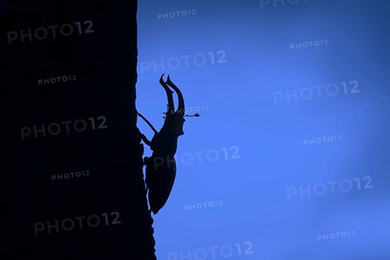 European stag beetle