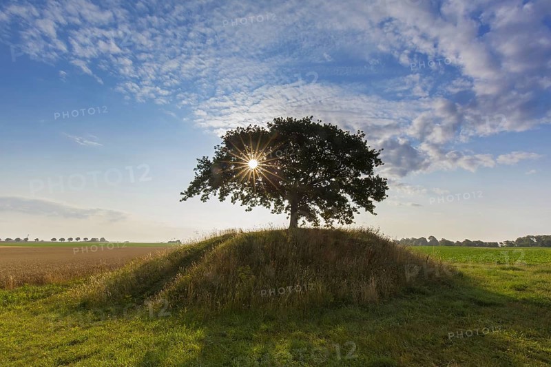 Sun shining behind common oak