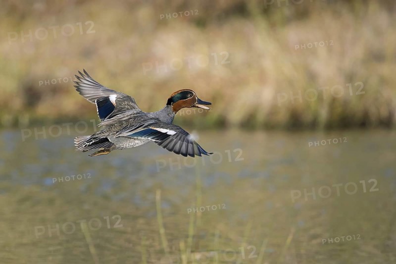 Eurasian teal