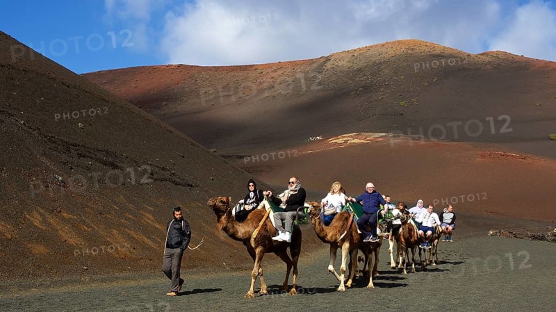 Camel safari