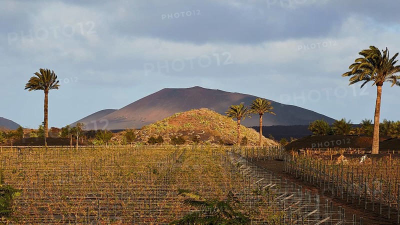 Vineyard