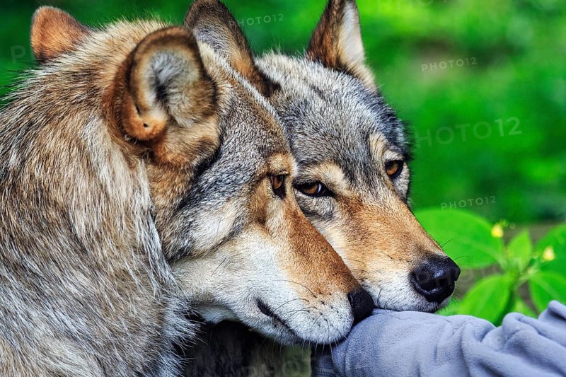 Two hand-reared gray wolves