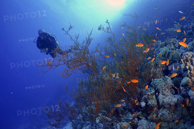 Black bushy black coral