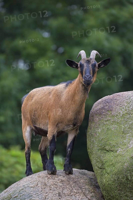 Domestic pygmy goat