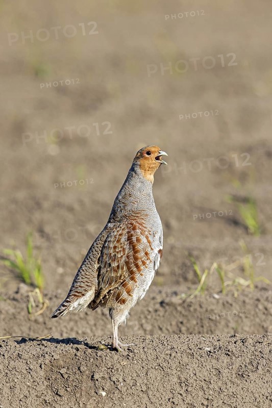 Grey partridge