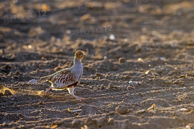 Grey partridge