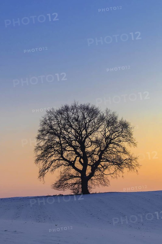 Common oak