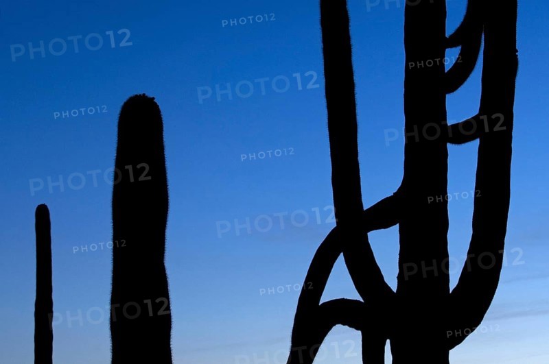 Silhouetted