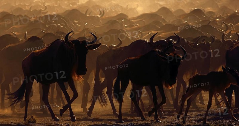 Blue Wildebeest