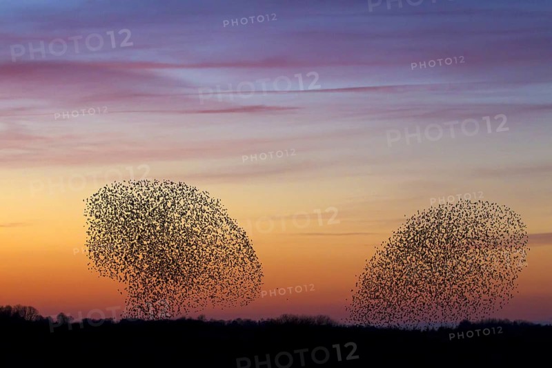 Two European starling
