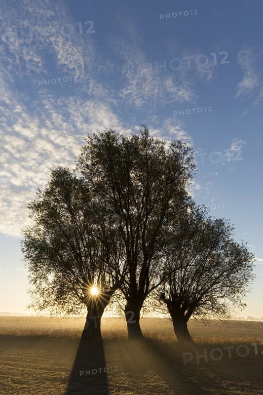 Sun shining through branches of pollard willows/ pollarded white willows