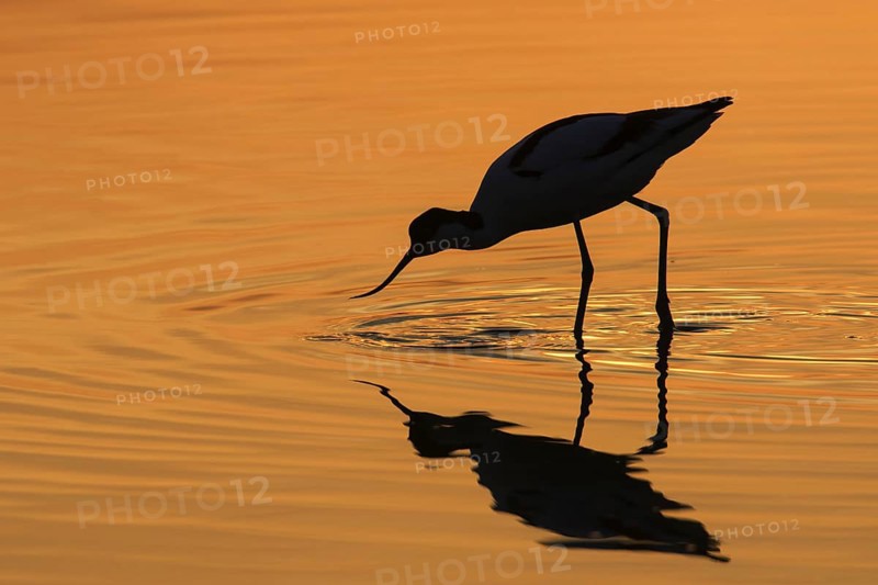 Pied avocet