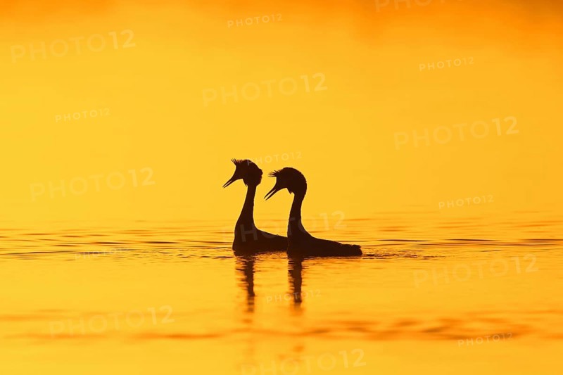 Great crested grebe