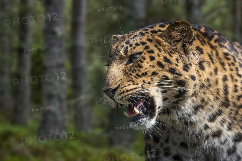 Amur leopard
