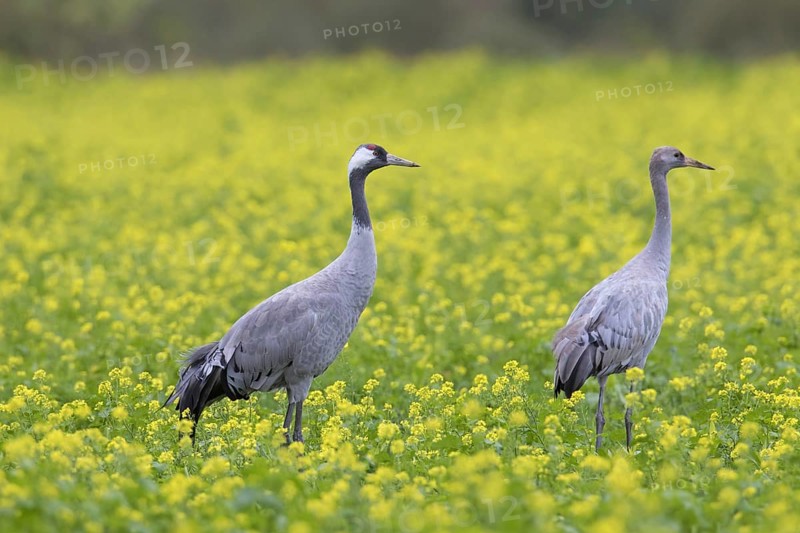 Common cranes