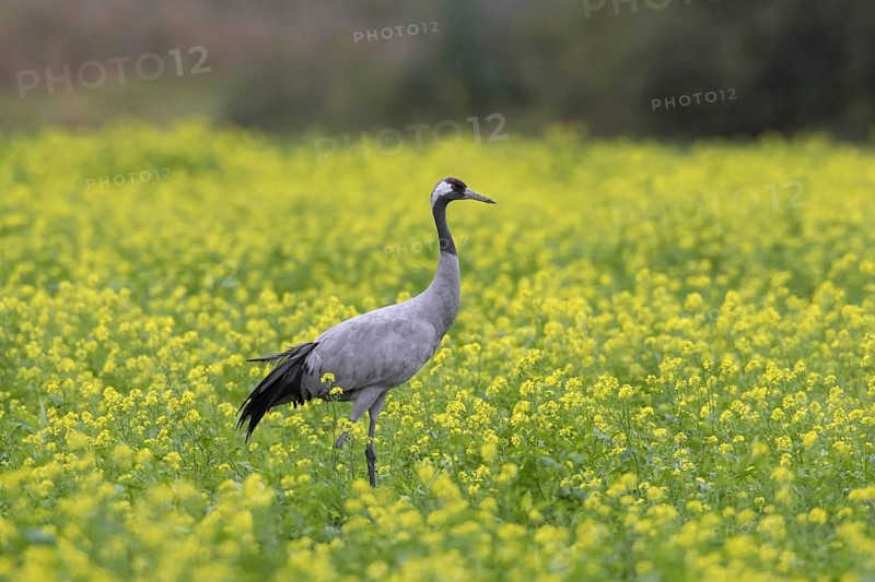 Common crane