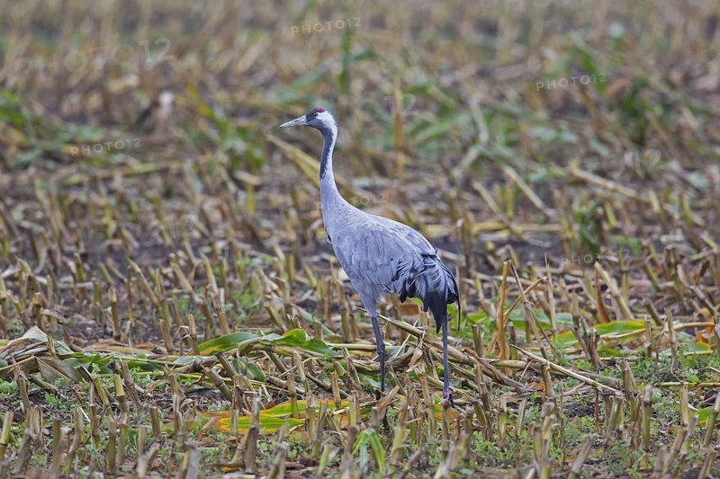 Common crane