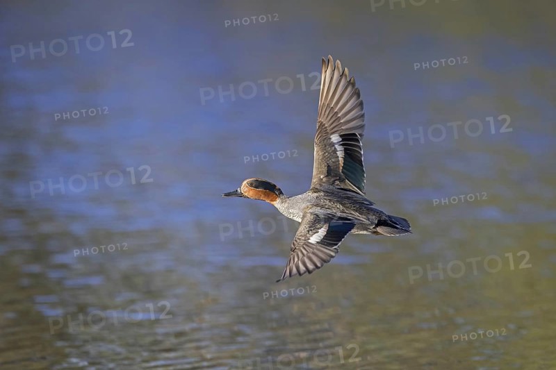 Eurasian teal